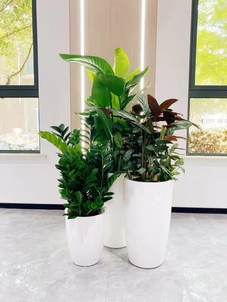 体验北仑花卉租摆,优质服务,让花卉点亮生活!